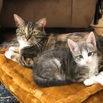 Millie & Crumpet - @milliepuppybrown_crumpet - Instagram