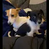 milliecrump - @dog_hype_house_32 - TikTok