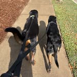 Nipsey, Millie and Crumpet 🤍 - @nipsey_millie_crump_trio - Instagram