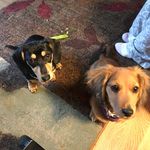 Millie&Dickens - @milliedickens_xoxo - Instagram