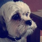 Millie Doyle - @millie_the_dog46 - Instagram