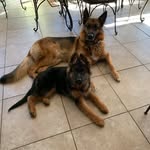 Millie Duran-Gonzalez Realtor - @life_with_our_gsd_pack - Instagram