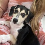Millie - @millie_the_puppy_emery - Instagram