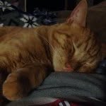 Millie England - @milliethekitty_ - Instagram