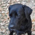 🐾Millie The Mix From England🐾 - @millie_mix - Instagram