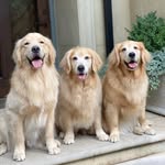 Millie, Bella & Gunner Fallon - @fallonfamilygoldens - Instagram