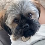 Millie_fallon🐶 - @millie_fallon20 - Instagram