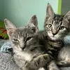 Frank&Millie - @franknmillie - TikTok