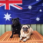 Millie & Frankie - @milliefrankiepugs - Instagram