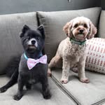 Millie & Frankie ❤️ - @millieandfrankie_ - Instagram