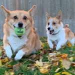 millie and frank - @milliefrankcorgi - Instagram