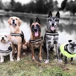 Millie Frank Coca Hyzie Gracie - @boat_dogs - Instagram