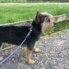 Millie Franklin - @mops_123 - TikTok