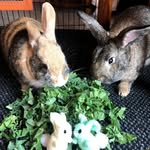 Millie and George - @wabbit_manor - Instagram