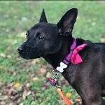 Millie George - @pawesome_millie - Instagram