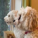 @millie_george_cavachon - Instagram