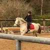 Millie Gibbons - @millie.gibbons1 - TikTok
