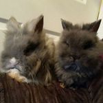 millieglover - @millieglover2177 - Instagram
