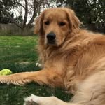 Millie Gorman - @millie_thegolden - Instagram