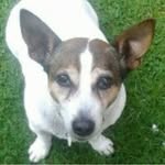 Millie Gorman - @millie_the_jack_russell - Instagram