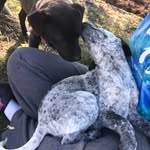 2 Dawgs & A Cat - @stella.grady.millie - Instagram