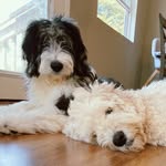 Millie and Benny Grady - @itsmillieandfinn - Instagram