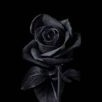 Gutierrez Millie - Facebook