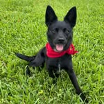 Millie Moo Hayman - @milliemoo_the_dog23 - Instagram