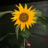 milliehayman1206 - @ginganinja1206 - TikTok