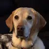 kali.mudrock - @milliehobo - TikTok