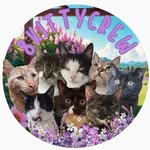 Mitts Cleo Lilly Louie Milo Noah Oscar Jasper Millie Hunter - @8kittycrew_uk - Instagram