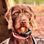 Millie Mae Jennings - @millie.the.pudelpointer - Instagram