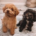 Millie & Jensen Doodle Duo - @tailsofmillieandjensen - Instagram