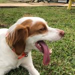Millie Jernigan - @the_dawg_millie - Instagram