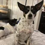 Pongo Peter + Millie Mae Jewell - @pongo_millie - Instagram