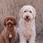 Callie Noel 💛 Millie Joy 🤎 - @thebunnelldoodles - Instagram