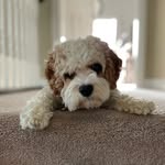 Millie Joy - @milliejoy.cavapoo - Instagram