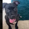 Millie Joy - @rescuedonpurpose - TikTok