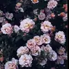 Melany Juarez - @milliejuarez35 - TikTok