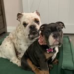 Milo And Millie Juarez - @miloandmilliethebulldogs - Instagram