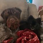 Millie and Kaiser Adventures - @millie.and.kaiser.horn - Instagram