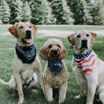 Tuck & Millie & Kaiser - @adventuresoftuckmilliekaiser - Instagram