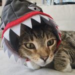 millie kavanagh - @millies_adventuress - Instagram