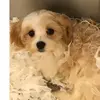 Olivia Millie Keating - @olivia.keating - TikTok