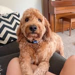 Millie Keller 🐶 - @millie.keller - Instagram