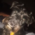Woofy And Millie Kelley - @woofyandmille_schnauzers - Instagram