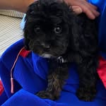Millie Kelly - @milliethectcavapoo - Instagram