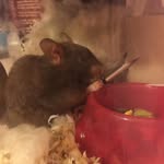 Millie Kemp - @cookie_the_hamster_yt - Instagram