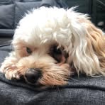 Millie Kenyon - Facebook