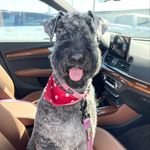 Millie - @millie_kerryblue - Instagram